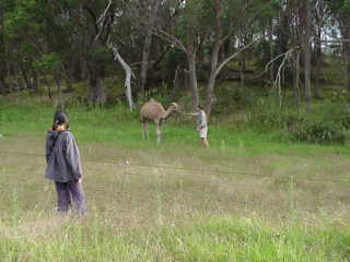 Cammello in Australia