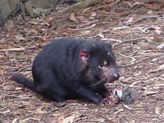 Diavolo della Tasmania