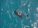 Surfando sulla barriera corallina in Australia