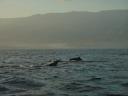 Delfini a Lovina